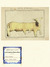 An_co_2011_ovis cyriaki_tiny